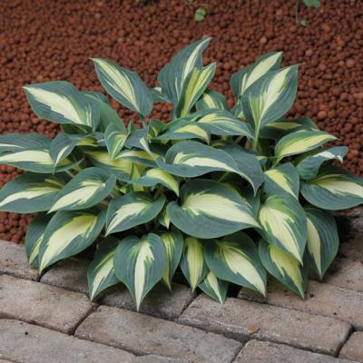 Hosta 'Timeless Beauty'